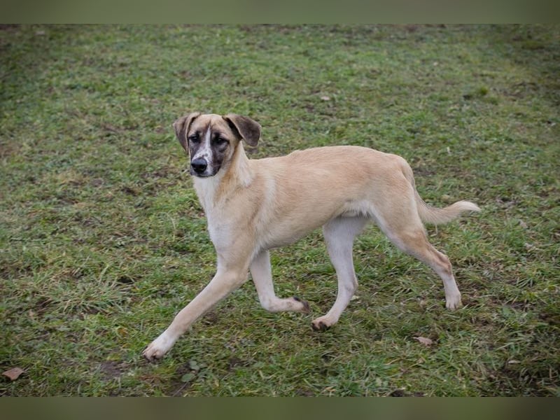 Gunter sucht ein Zuhause