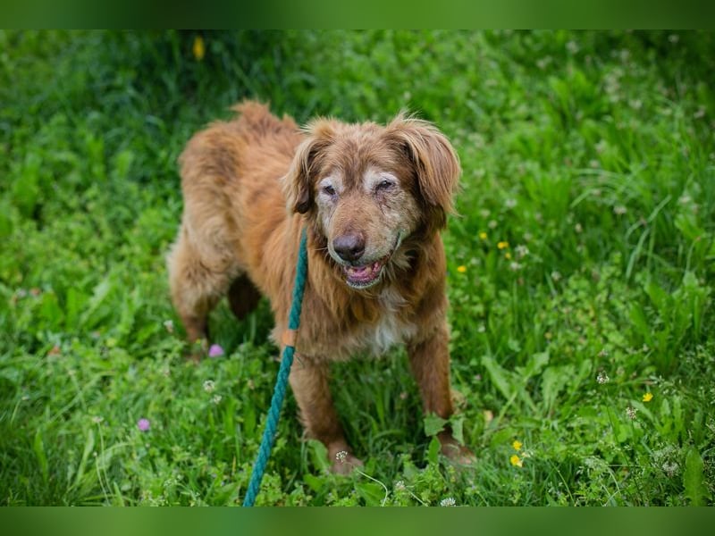 Archie sucht ein Zuhause