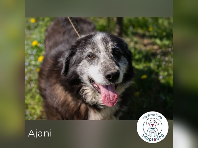AJANI 165018 sucht ein zu Hause
