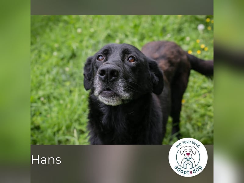 Hans: Neugieriger Rüde liebt Snacks