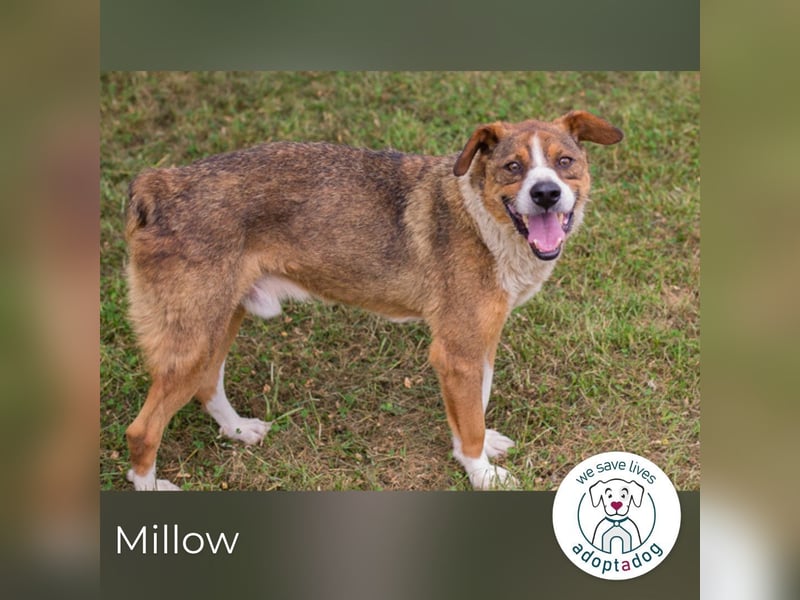 Millow sucht ein Zuhause