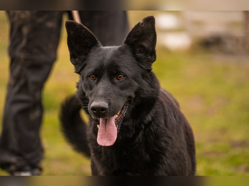 Sonja: Hundemama sucht Zuhause
