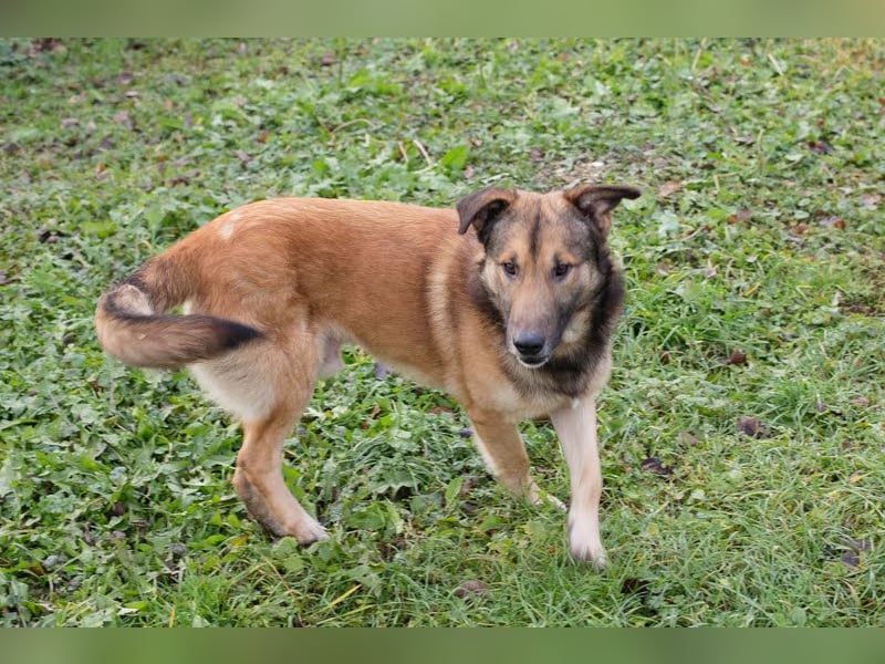 Alex – möchte voll durchstarten