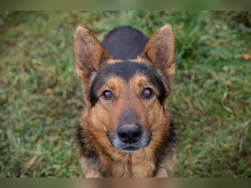 Xaver sucht ein Zuhause