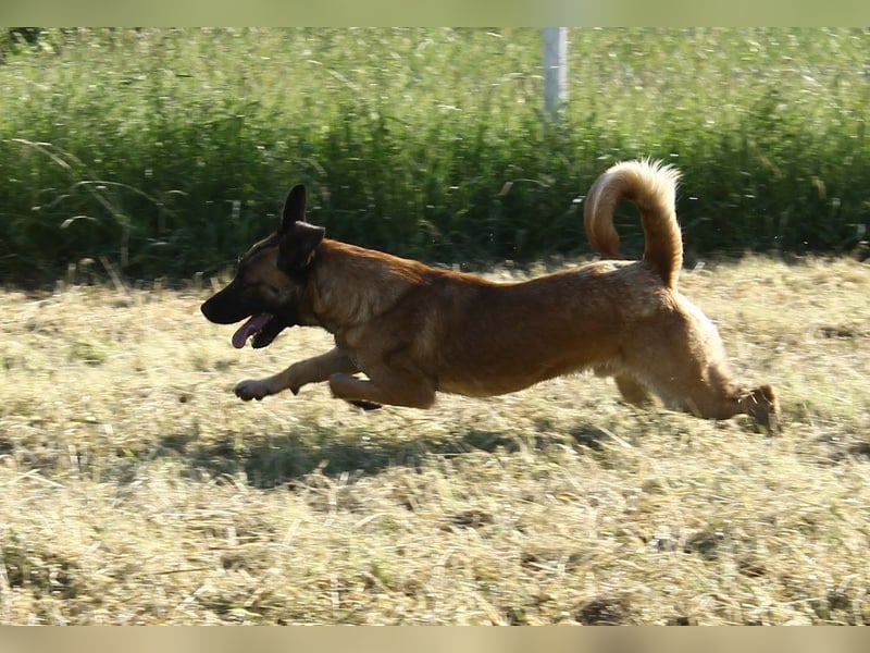 Santos: Aktiv mit grauer Schnauze