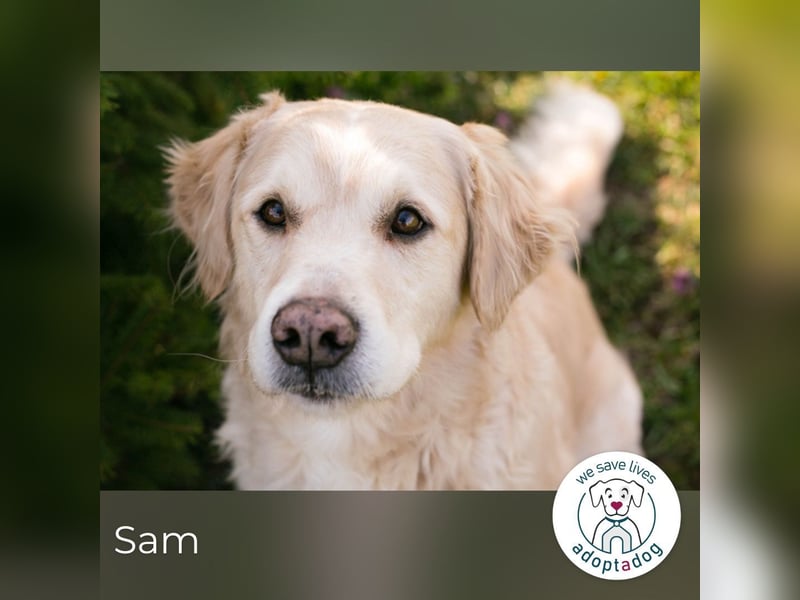 Sam sucht ein Zuhause