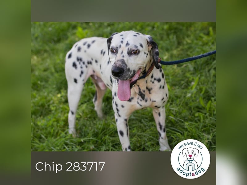 Chip 283717 sucht ein Zuhause