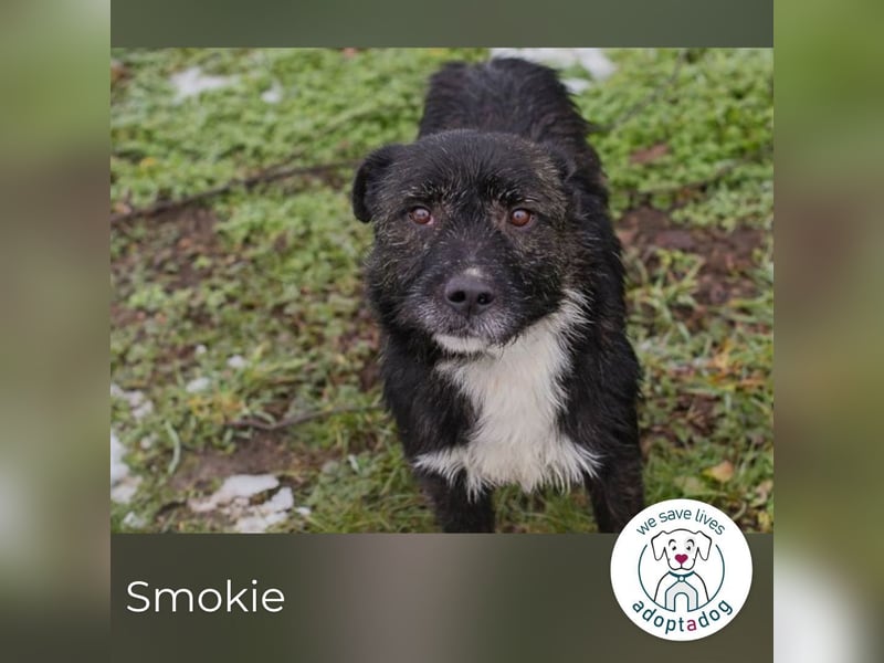 Smokie: Lieber Schatz sucht Geborgenheit
