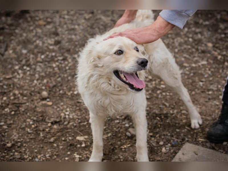 Chip 128917 sucht ein Zuhause