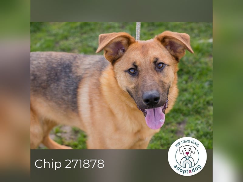 Chip 271878 sucht ein Zuhause