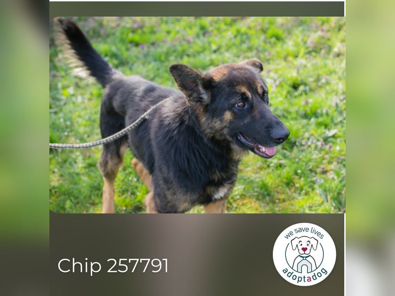 Chip 257791 sucht ein Zuhause