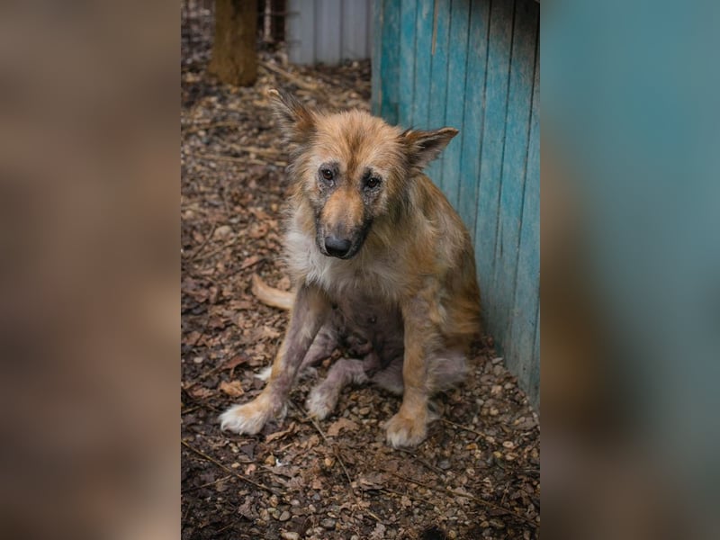 Nala sucht ein Zuhause