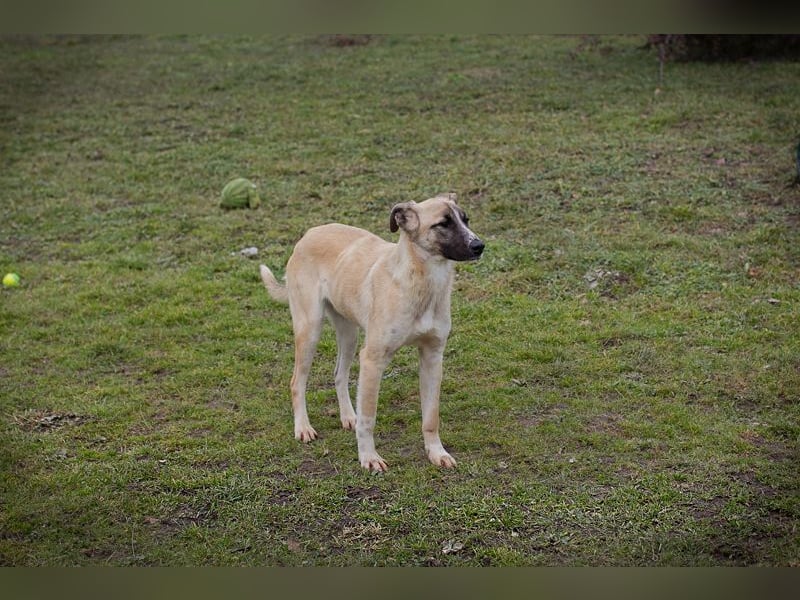 Gunter sucht ein Zuhause