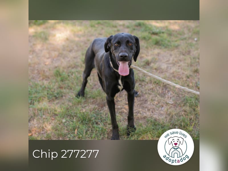 Chip 277277 sucht ein zu Hause