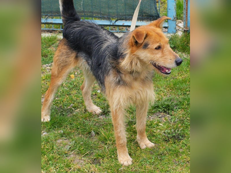 Bently: sucht Sicherheit