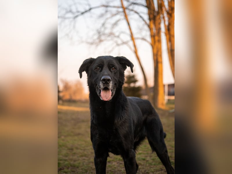 Hans: Neugieriger Rüde liebt Snacks