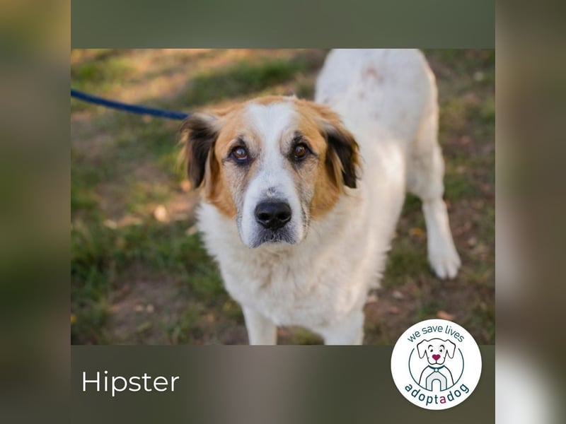 Hipster 52738 sucht ein zu Hause