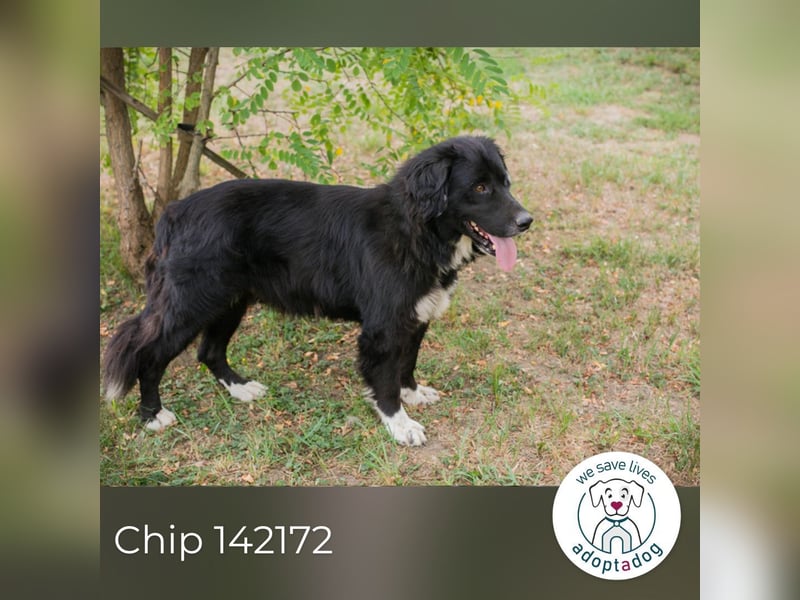 Chip 142172: Sucht ein Zuhause