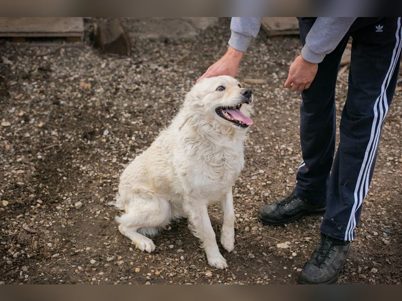 Chip 128917 sucht ein Zuhause