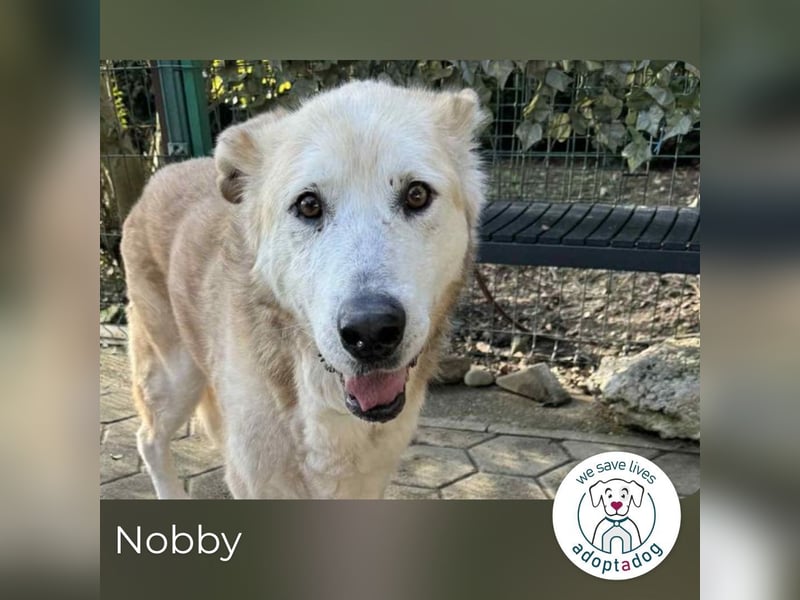 Nobby: Letzte Jahre in Geborgenheit