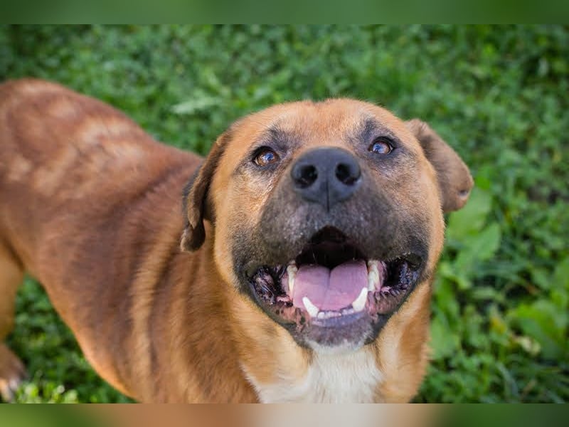 Pepe: Liebevoller Rüde