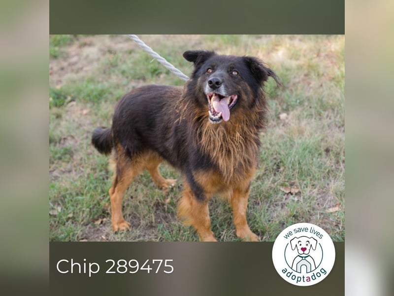Chip 289475 sucht ein Zuhause