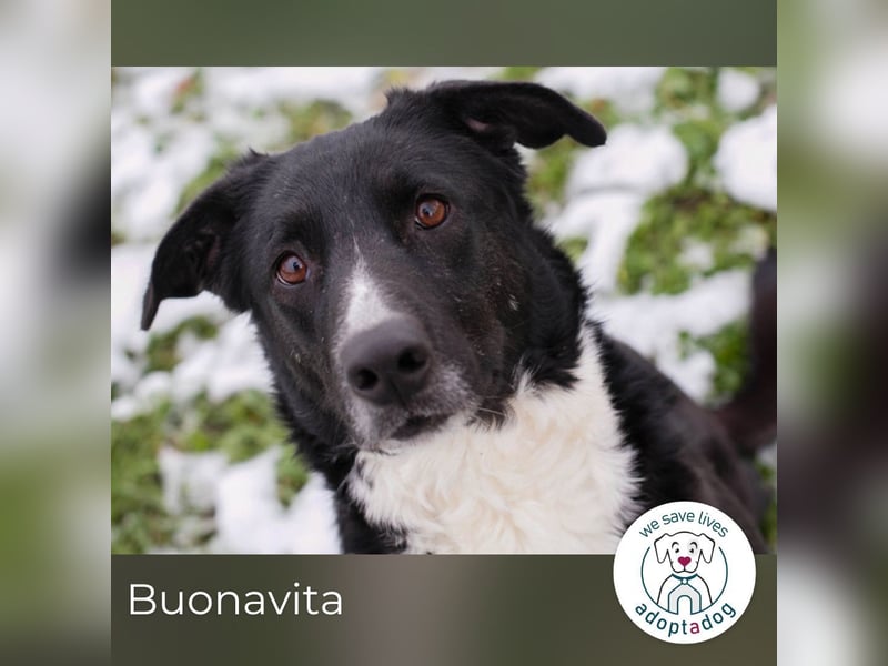 Buonavita: Sucht ihr Glück