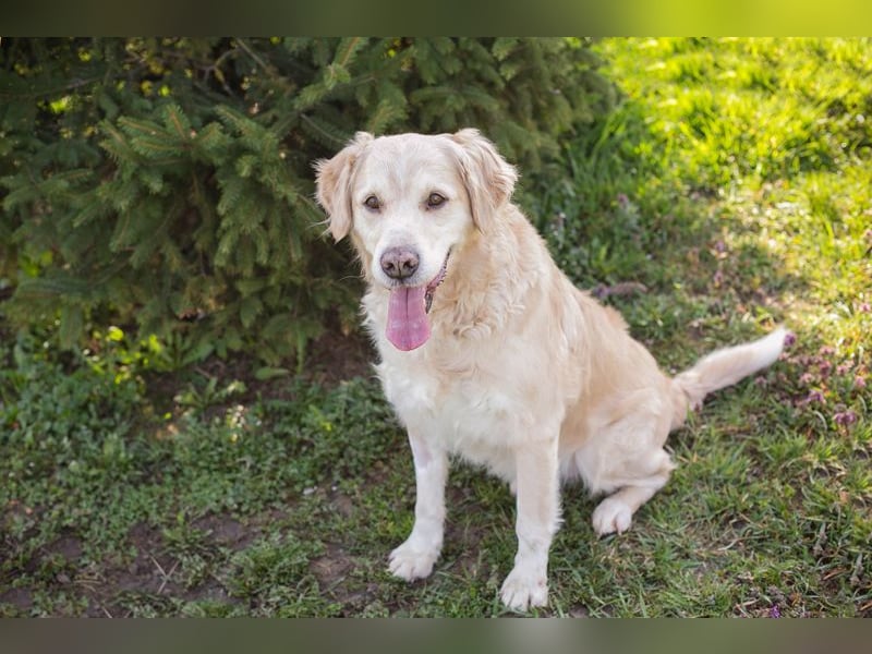 Sam sucht ein Zuhause