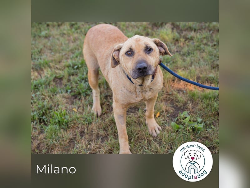 Milano sucht ein Zuhause