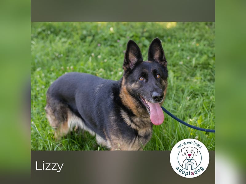 Lizzy sucht ein Zuhause
