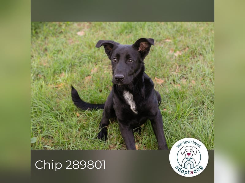 Chip 289801 sucht ein Zuhause