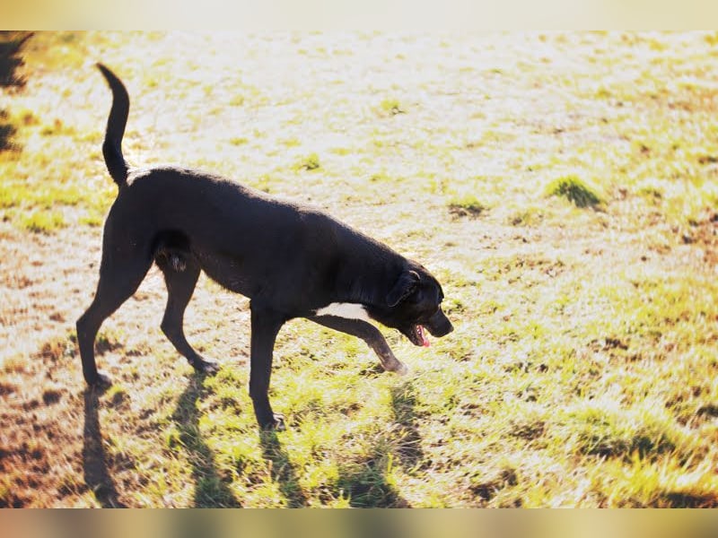Larry: Sportskanone sucht Gleichgesinnte