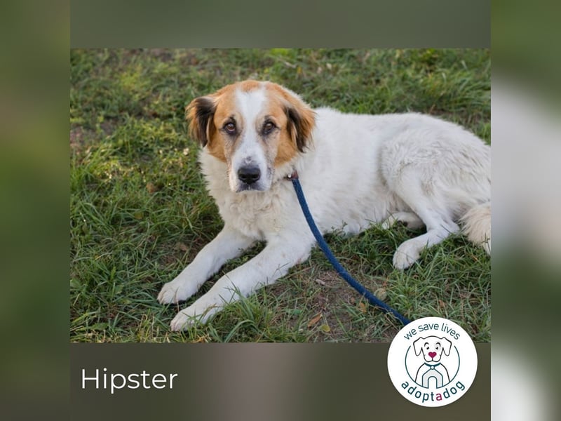 Hipster 52738 sucht ein zu Hause