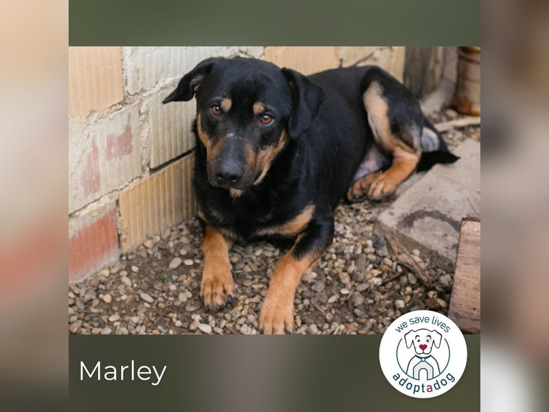 Marley 265047 sucht ein zu Hause