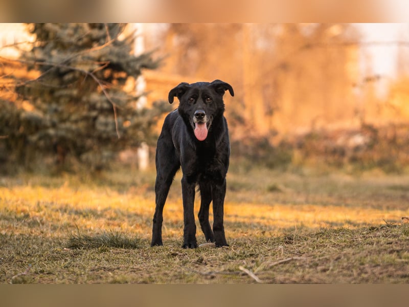 Hans: Neugieriger Rüde liebt Snacks