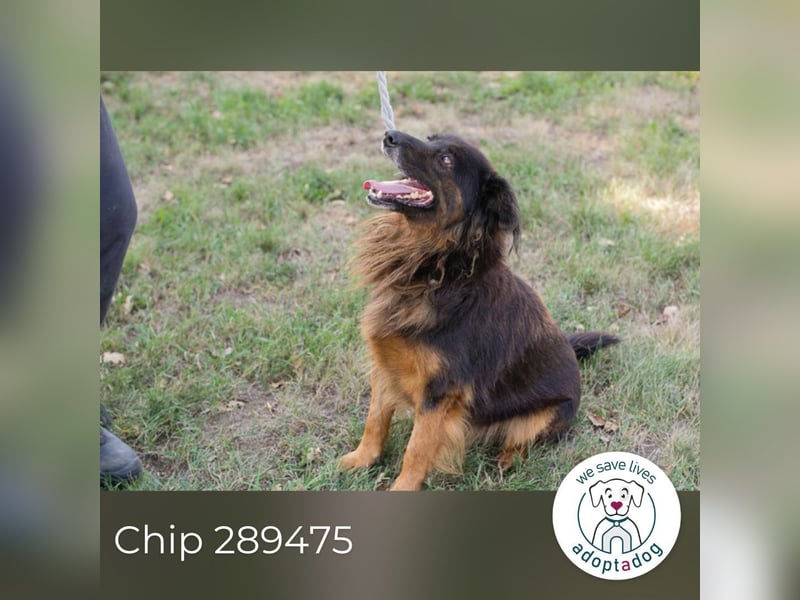 Chip 289475 sucht ein Zuhause