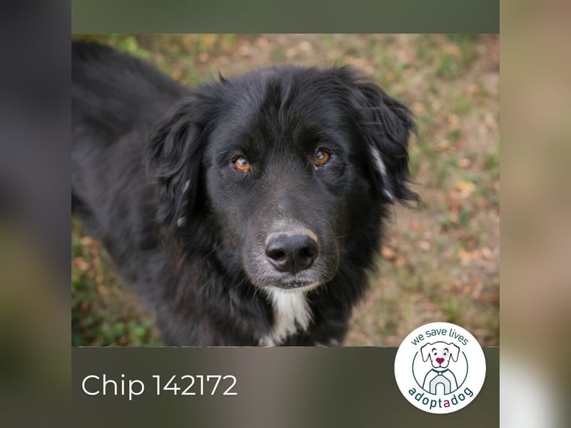 Chip 142172: Sucht ein Zuhause