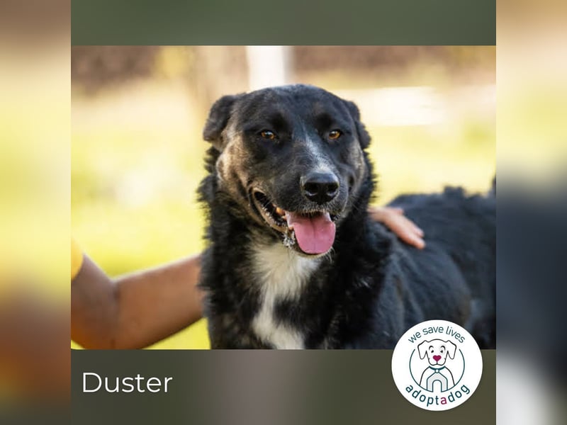 Duster 164495 sucht ein zu Hause