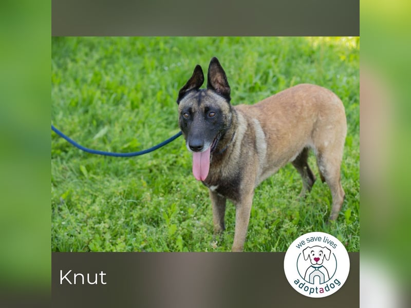 Knut sucht ein Zuhause
