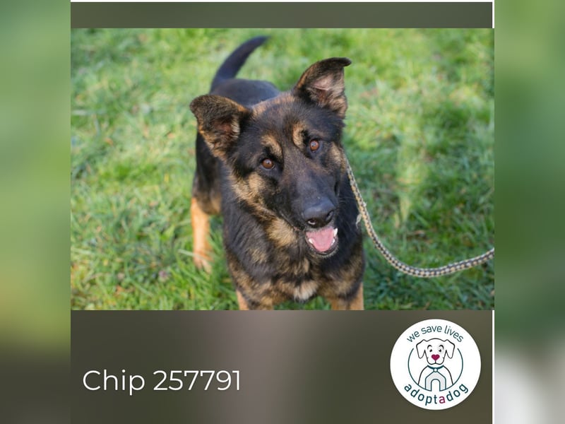 Chip 257791 sucht ein Zuhause