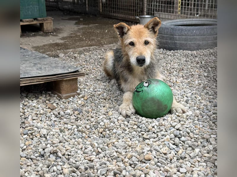 Bently: sucht Sicherheit