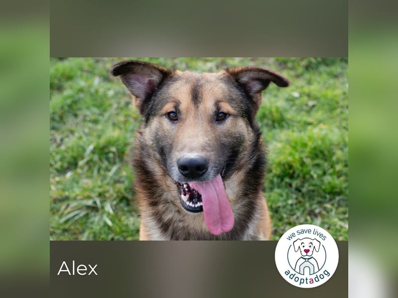 Alex 131805 sucht ein zu Hause