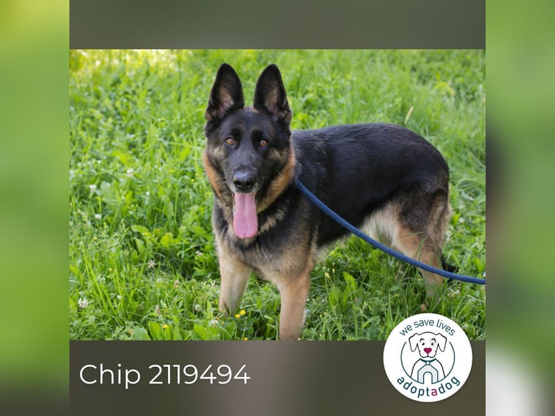 Chip 2119494 sucht ein Zuhause