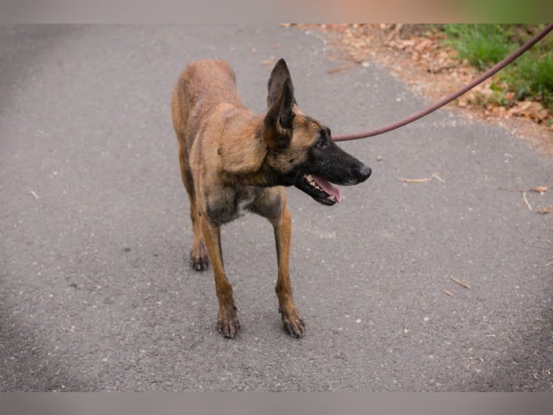 Airi: Verletztes Herz sucht Sicherheit