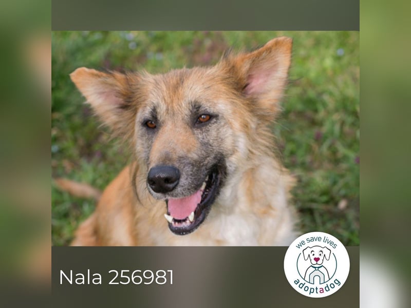 Nala: Fröhlich und kooperativ