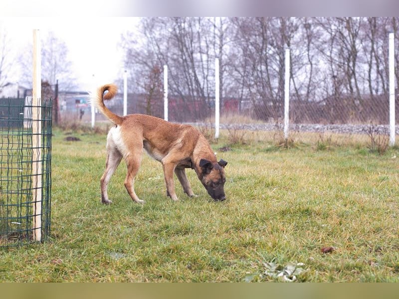 Santos: Aktiv mit grauer Schnauze