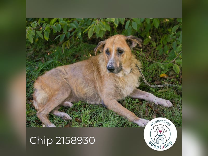 Chip 2158930 sucht ein zu Hause