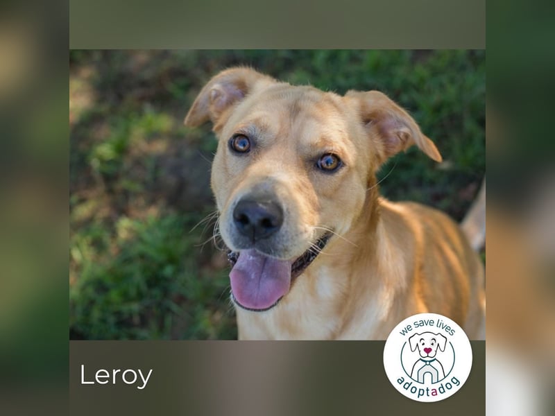 Leroy 152725 sucht ein zu Hause
