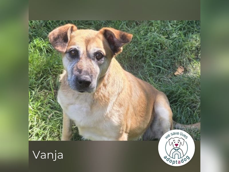 Vanja sucht ein Zuhause