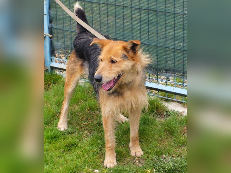 Bently: sucht Sicherheit